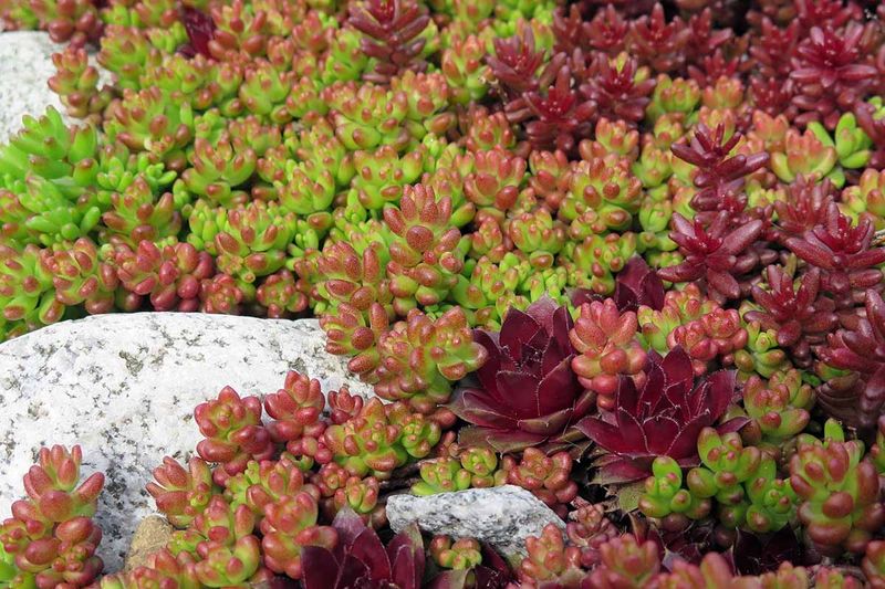 Stonecrop (Sedum)