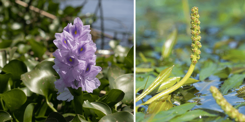 Green Invaders Taking Over