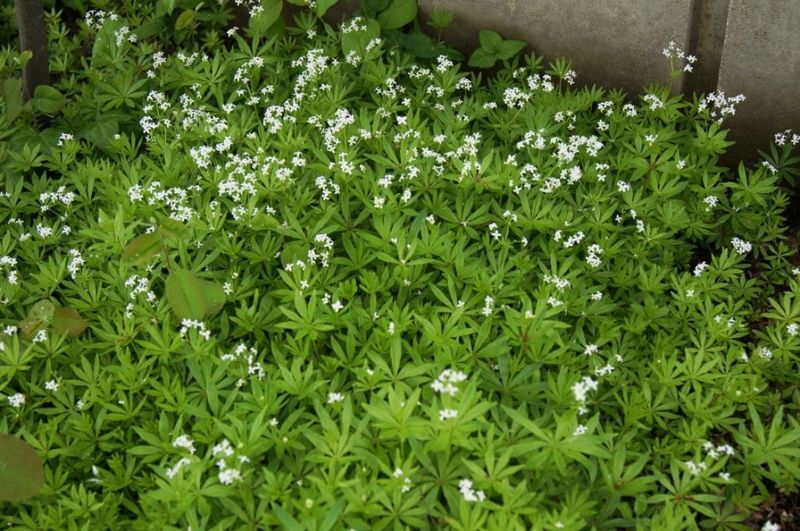 Sweet Woodruff