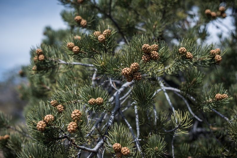 Pinyon Pine (Pinus edulis)