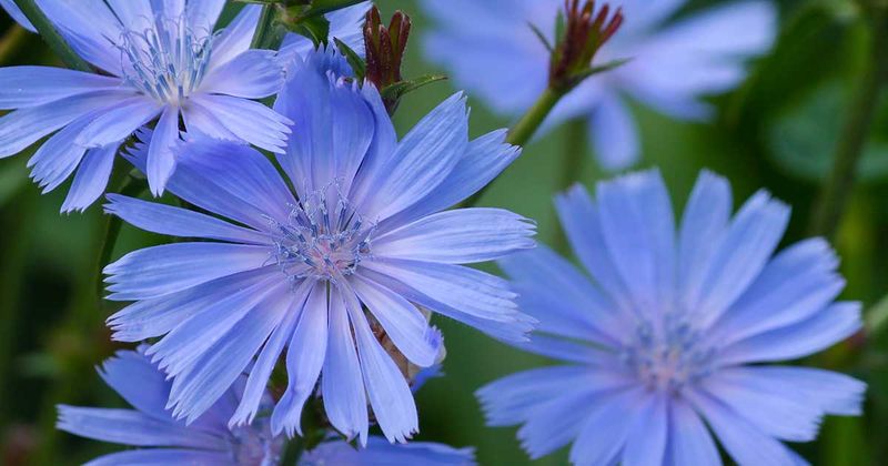 Chicory (Cichorium intybus)