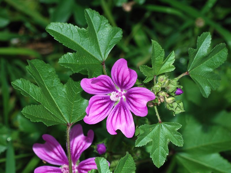 Mallow (Malva neglecta)
