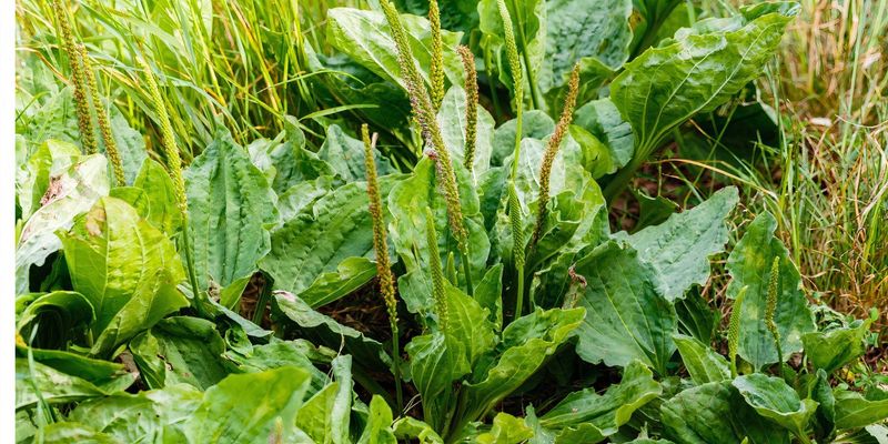Plantain's Perseverance