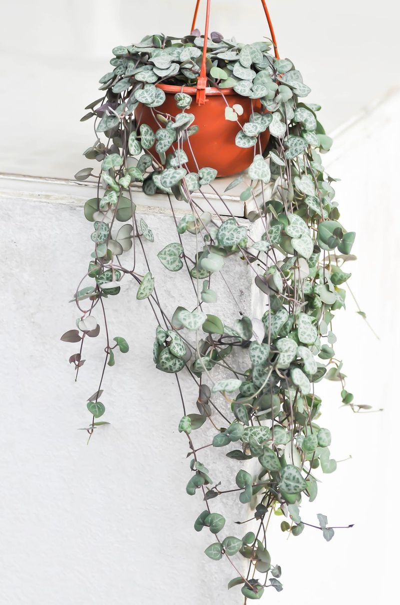 String of Hearts (Ceropegia woodii)