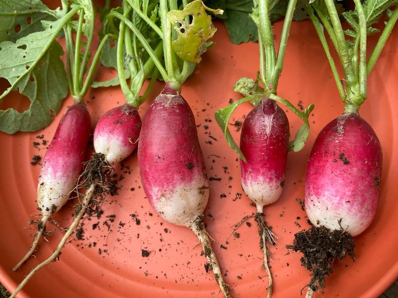 Radishes