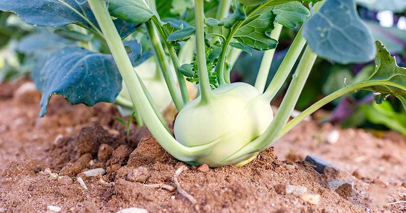 Kohlrabi