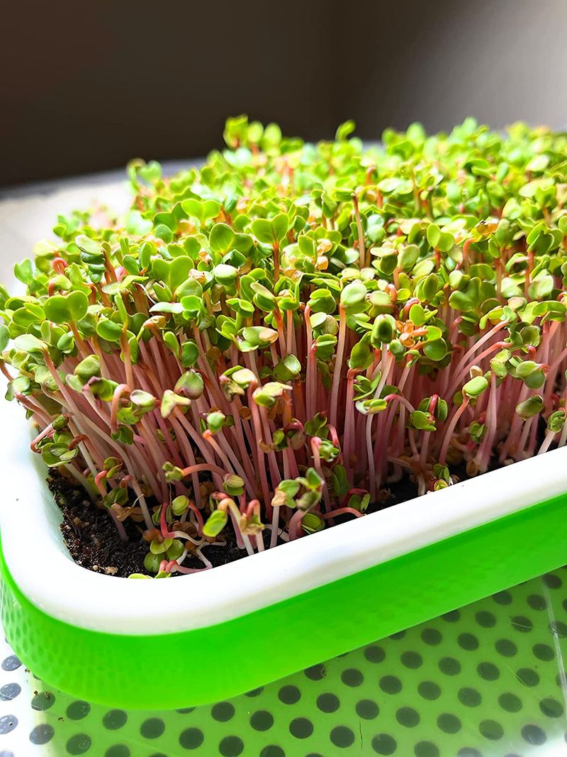 Microgreens (All Types)