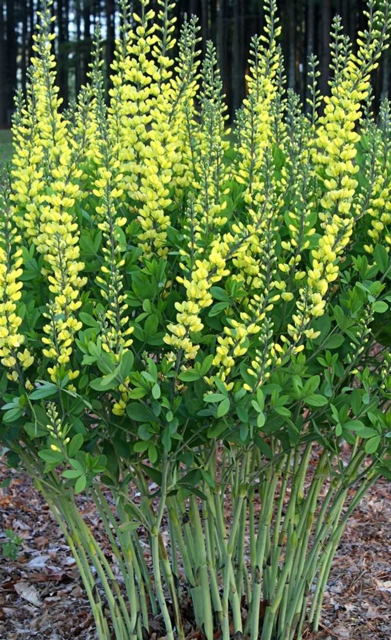 Yellow Baptisia