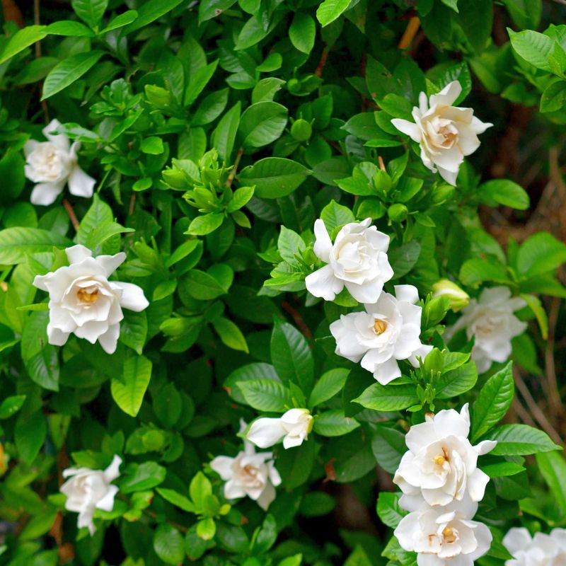 Gardenia 'Radicans'