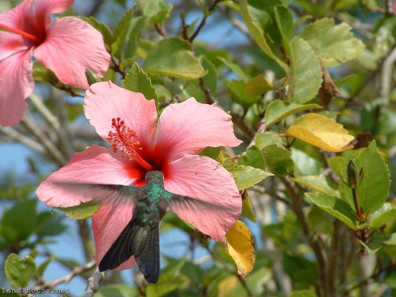 Hibiscus