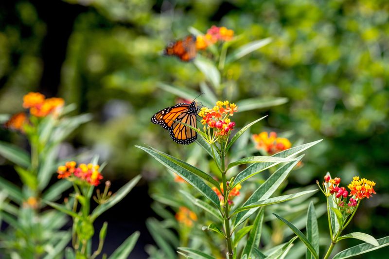 Milkweed (Asclepias)