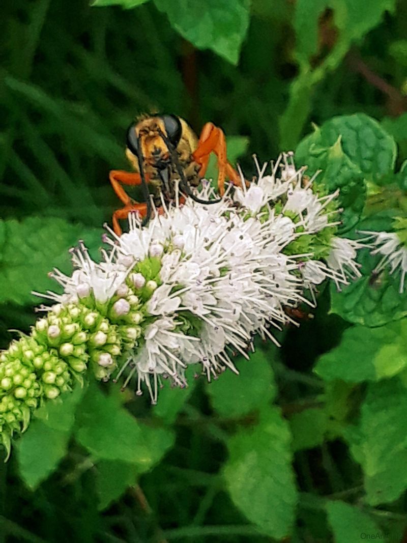 Mint Flowers (Mentha)