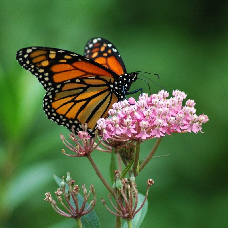 Swamp Milkweed (Asclepias incarnata)