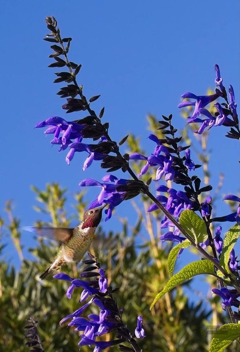 Salvia (Sage)