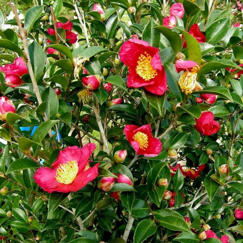 Camellia