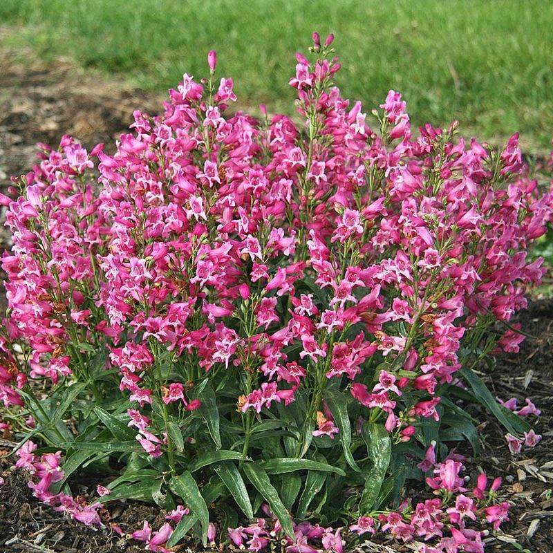 Penstemon