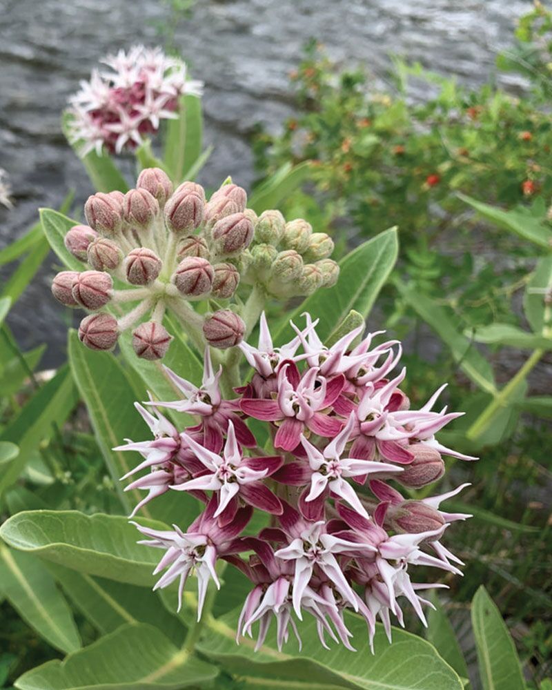 Showy Milkweed