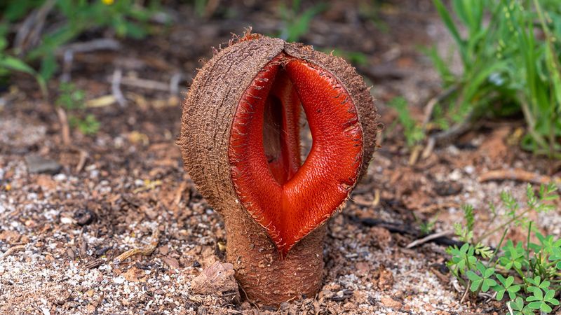 Hydnora Africana