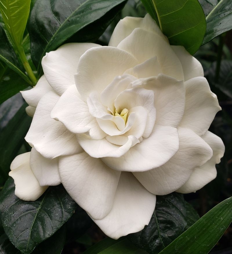 Belmont Gardenia