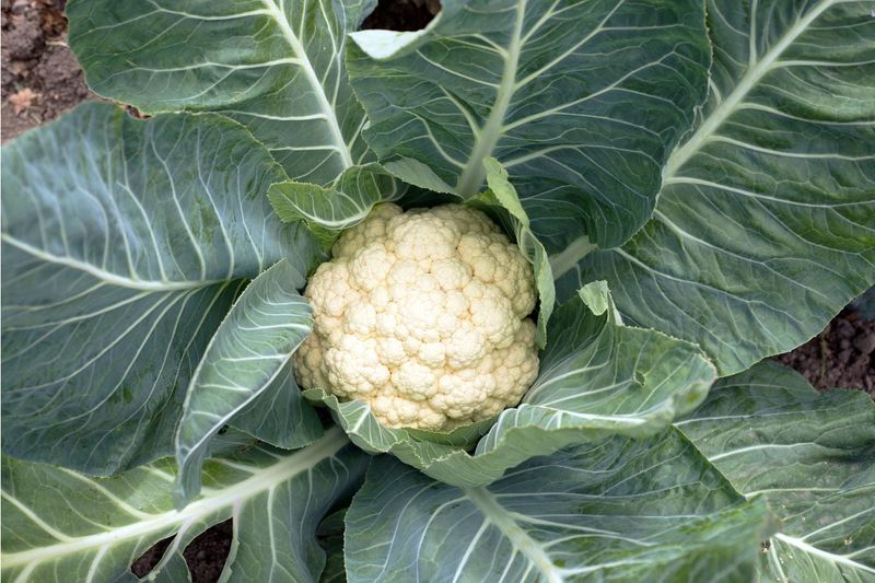Cauliflower