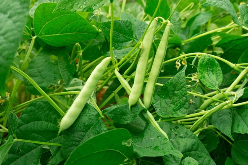 Green Beans