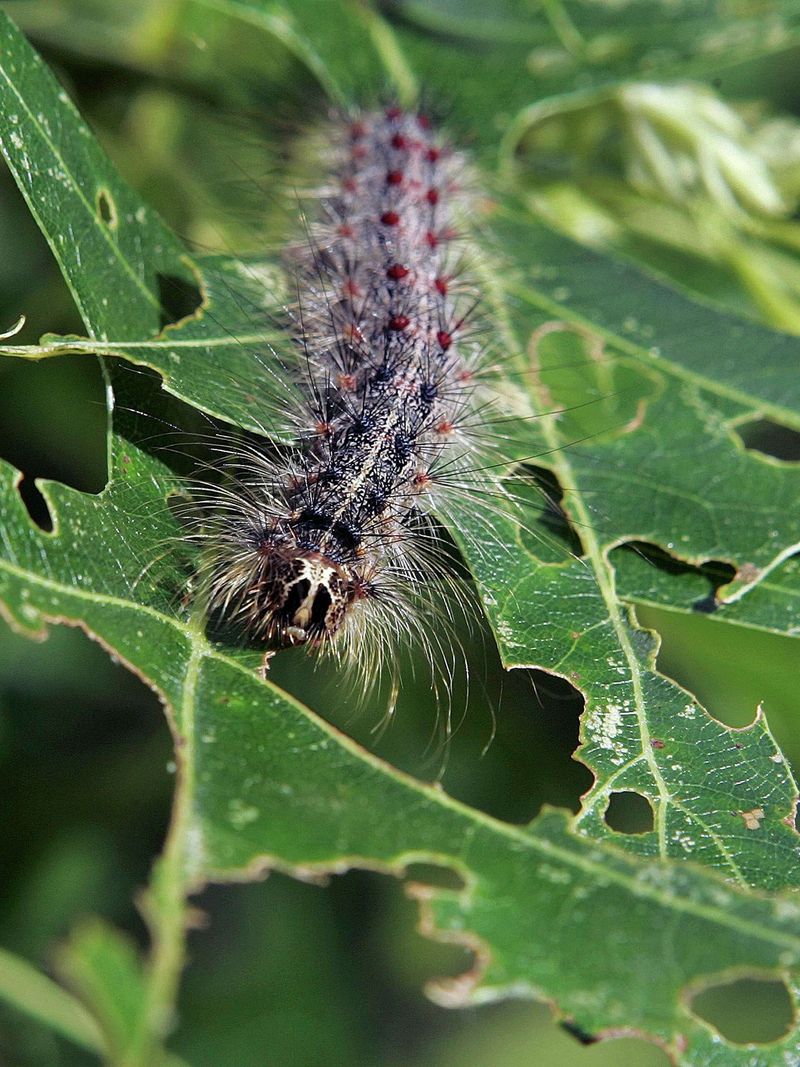 Gypsy Moth Caterpillar