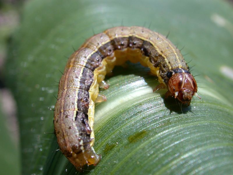 Fall Armyworm