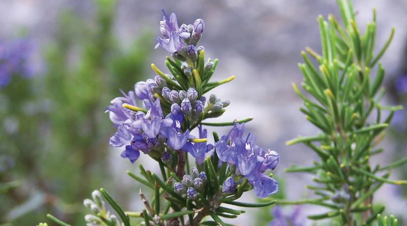 Rosemary's Robust Nature