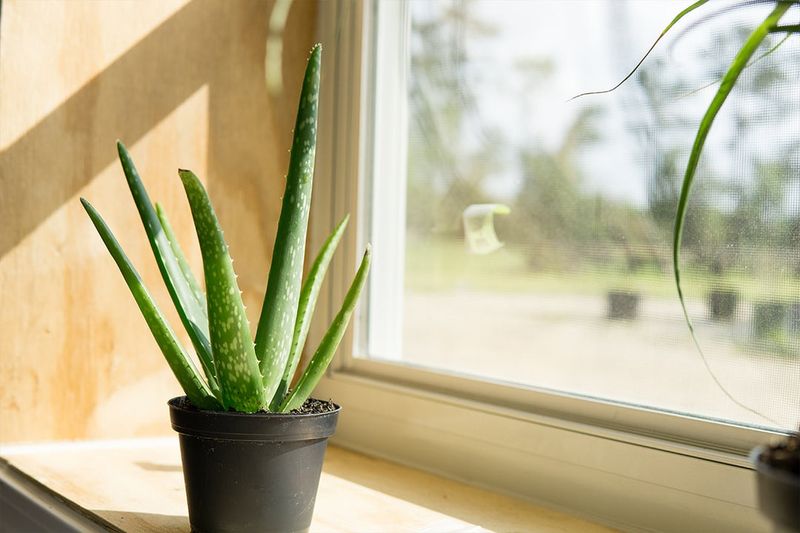 Aloe Vera