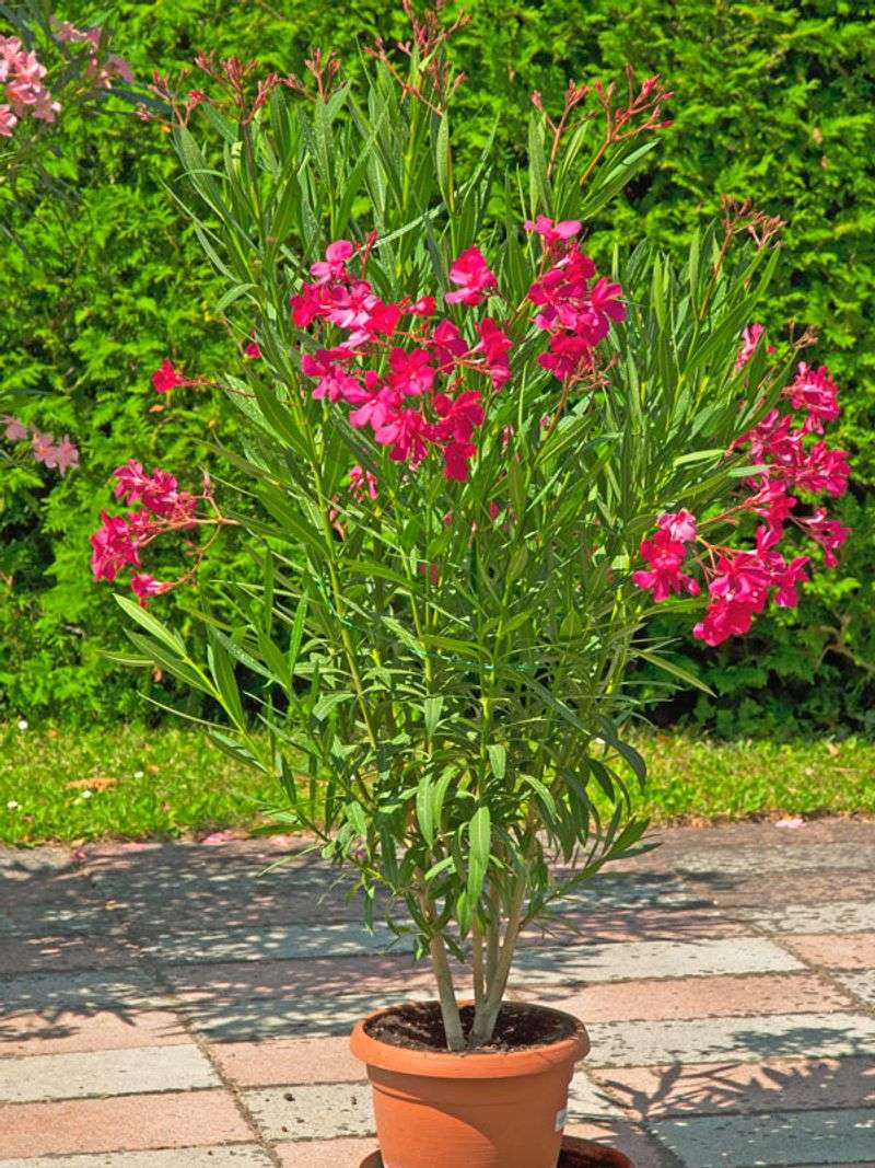 Oleander (Nerium oleander)