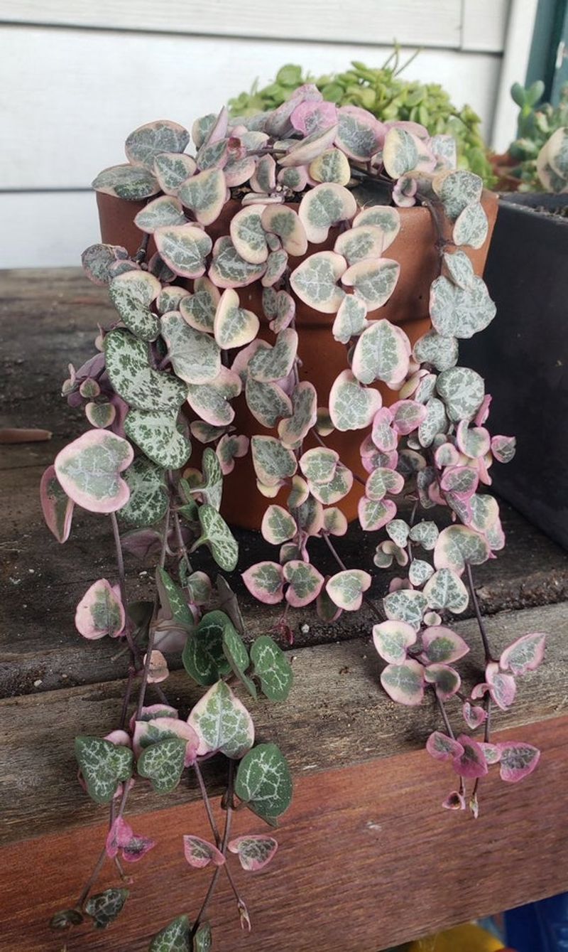 String of Hearts (Ceropegia woodii)