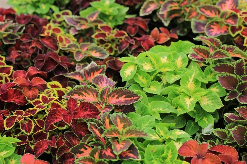 Coleus