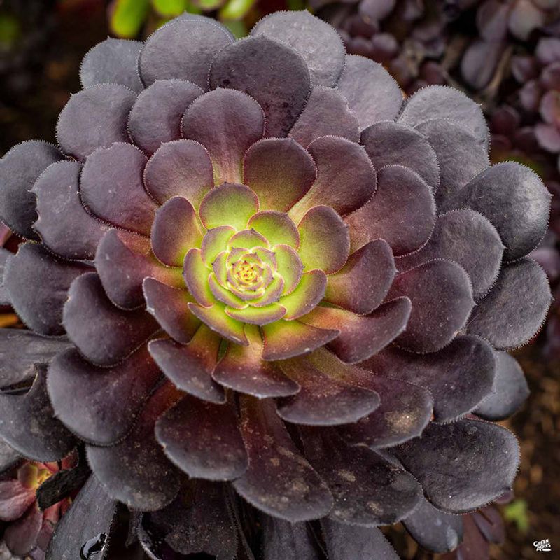 Purple Aeonium (Aeonium arboreum ‘Zwartkop’)