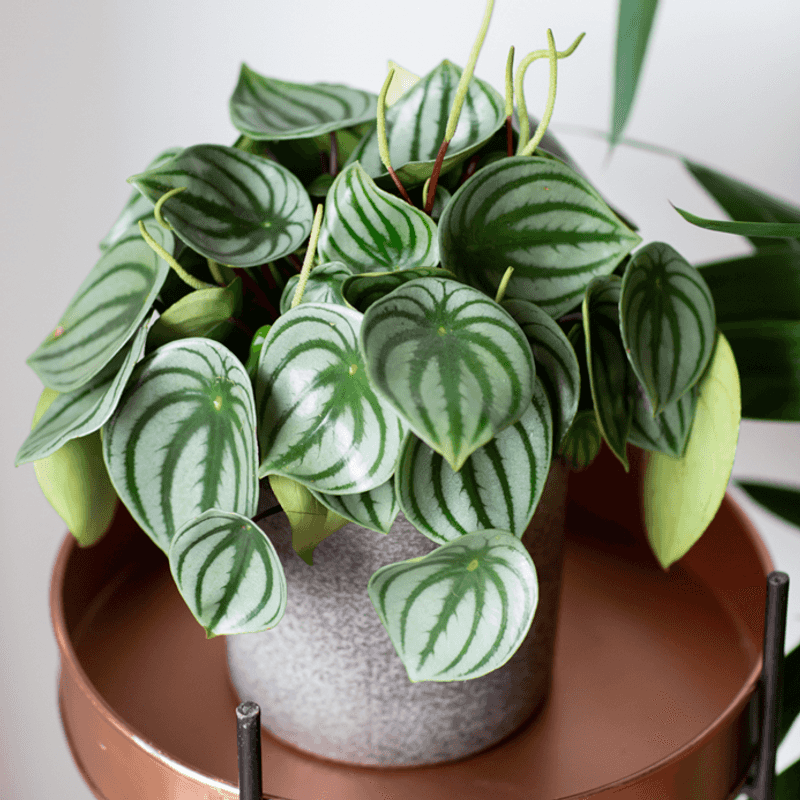 Peperomia (Peperomia spp.)