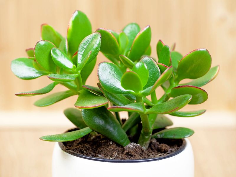 Jade Plant