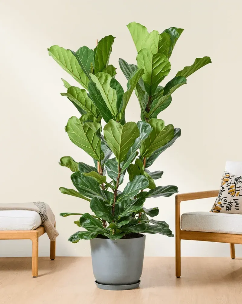 Fiddle Leaf Fig