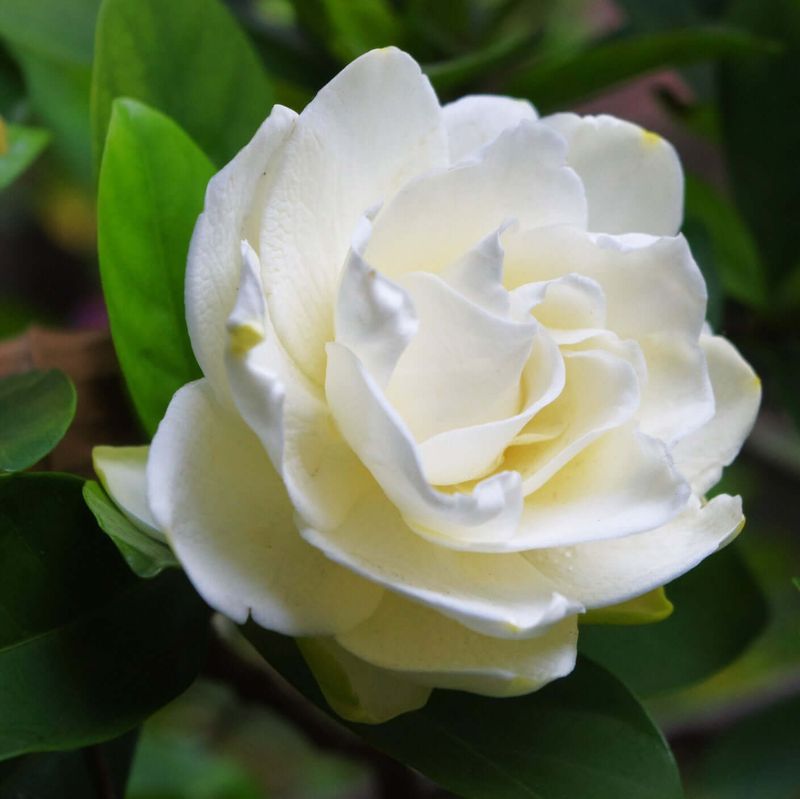 Gardenia (Gardenia jasminoides)
