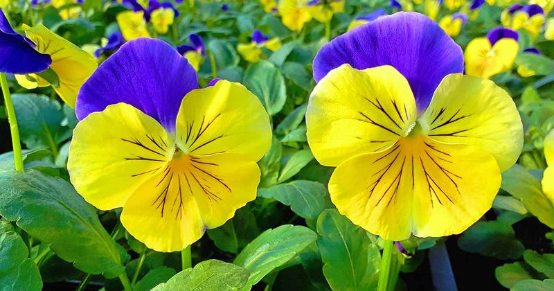 Pansies (Viola tricolor)
