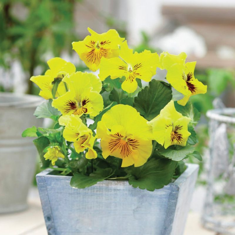 Viola / Pansy (Viola spp.)