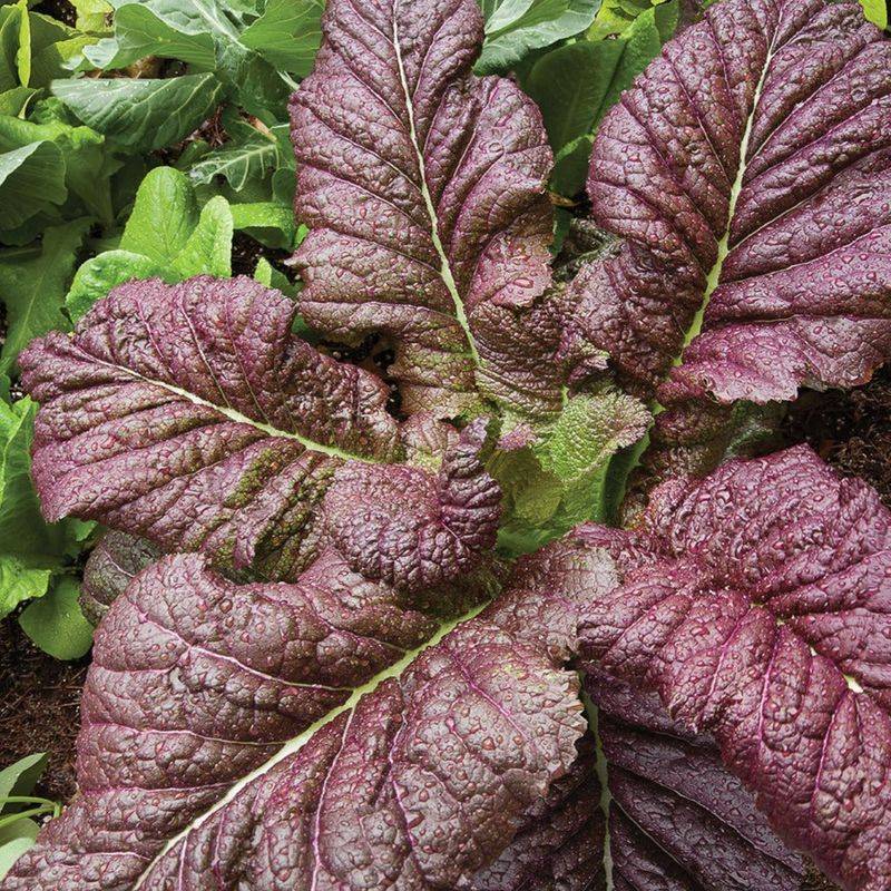 Red Mustard Greens