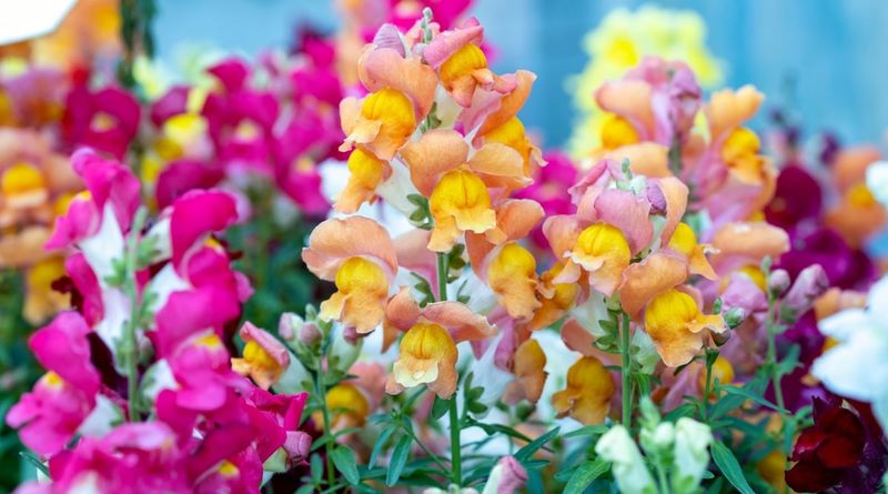 Snapdragons