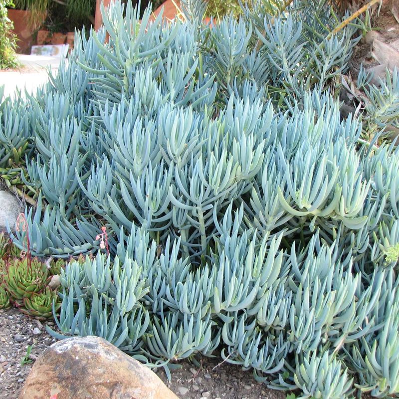 Blue Chalk Sticks (Senecio serpens) 💙