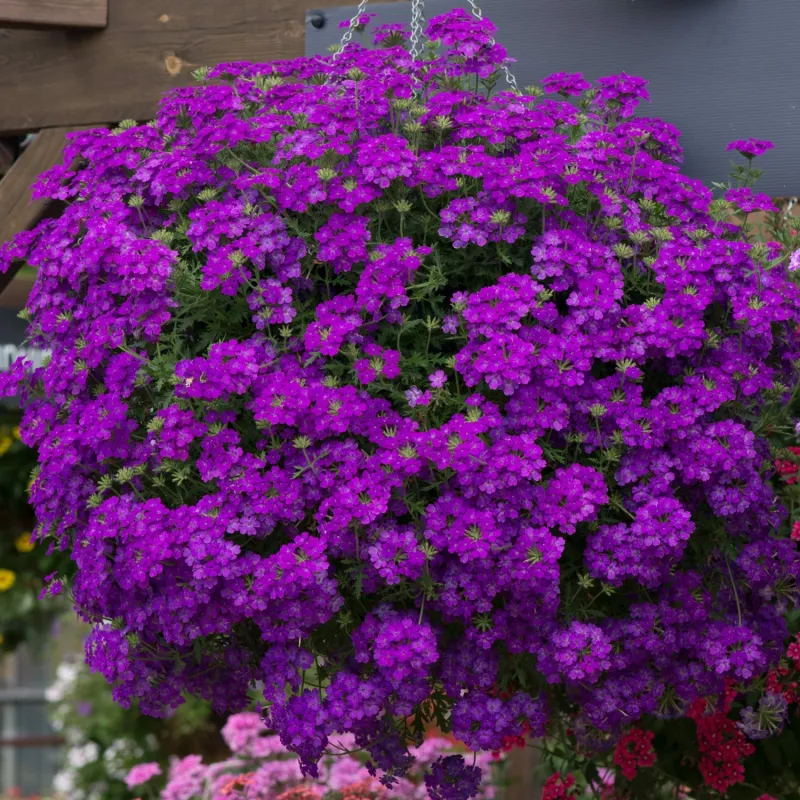 Verbena