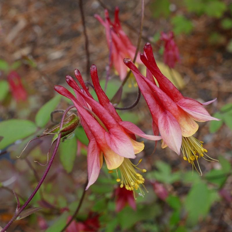 Eastern Red Columbine
