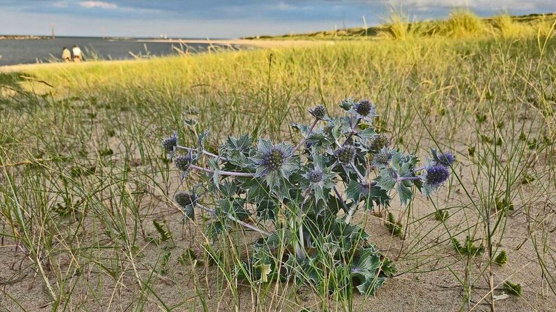 Sea Holly