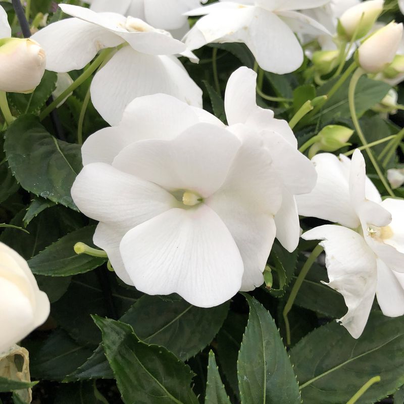 Impatiens (White indoor variety)