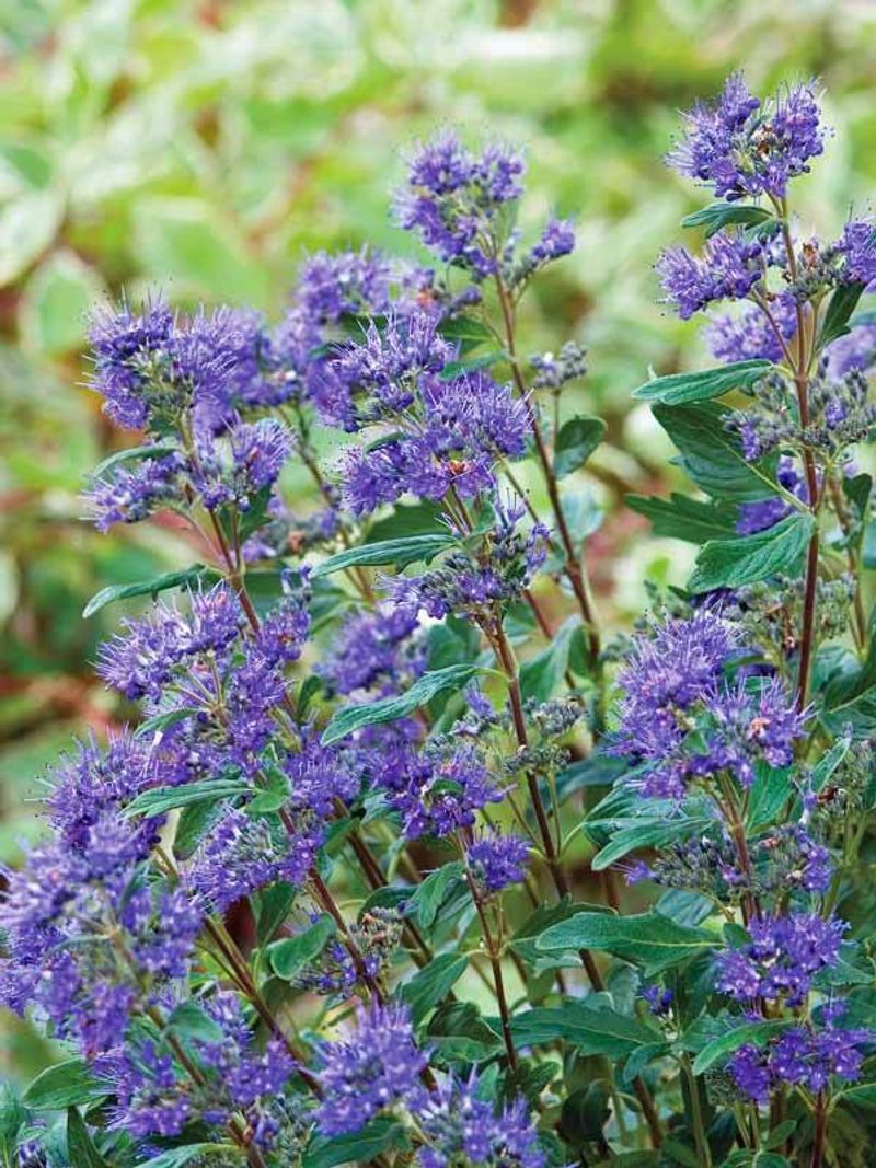 Caryopteris