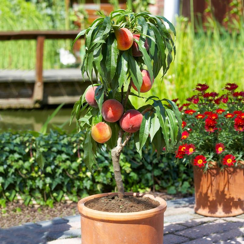 Dwarf Peach Tree