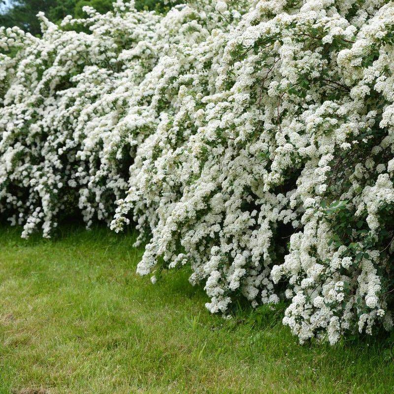 Spirea