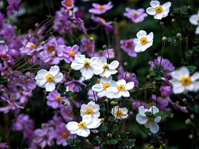 Japanese Anemone